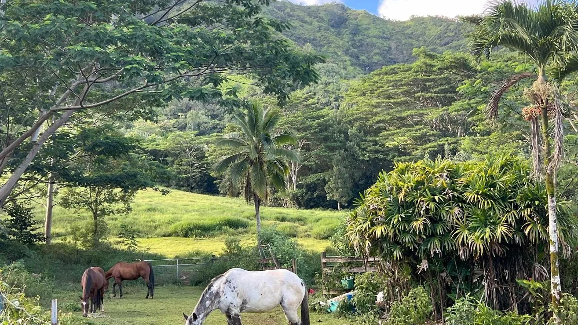 Feriehus Kauai Beach Villas E16 Lihue USA